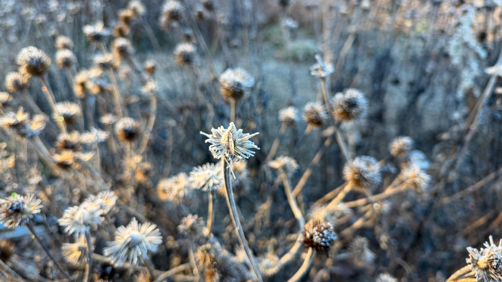 Breezy winds bring cool air to Minnesota, with first frost possible in the metro Friday night — WCCO / CBS Minnesota, Shorewood Sports news