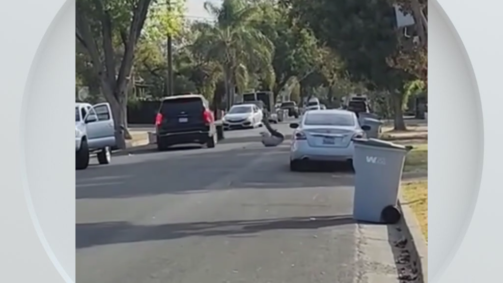 Federal immigration vehicle hits pedestrian in Woodland, police say — CBS Bay Area (KPIX), Shorewood Health news