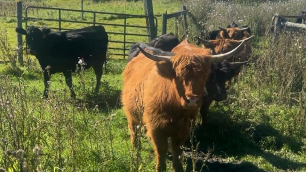 Minnesota farmer calls for thief to return nearly a dozen cows: "You're going to go to jail" — WCCO / CBS Minnesota, Shorewood Community news