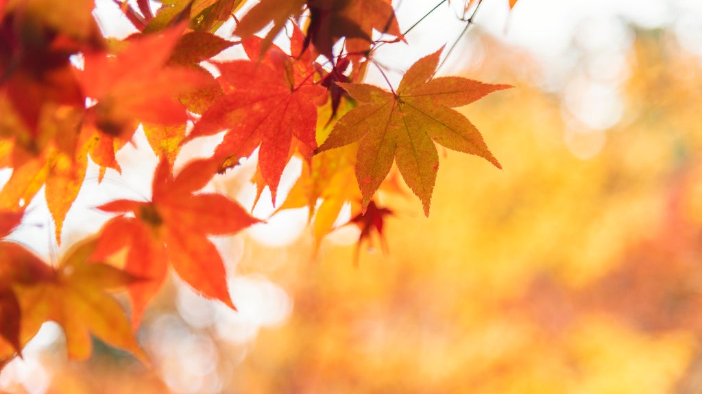 More sunny, mild late October weather in Minnesota Tuesday — WCCO / CBS Minnesota, Shorewood Business news