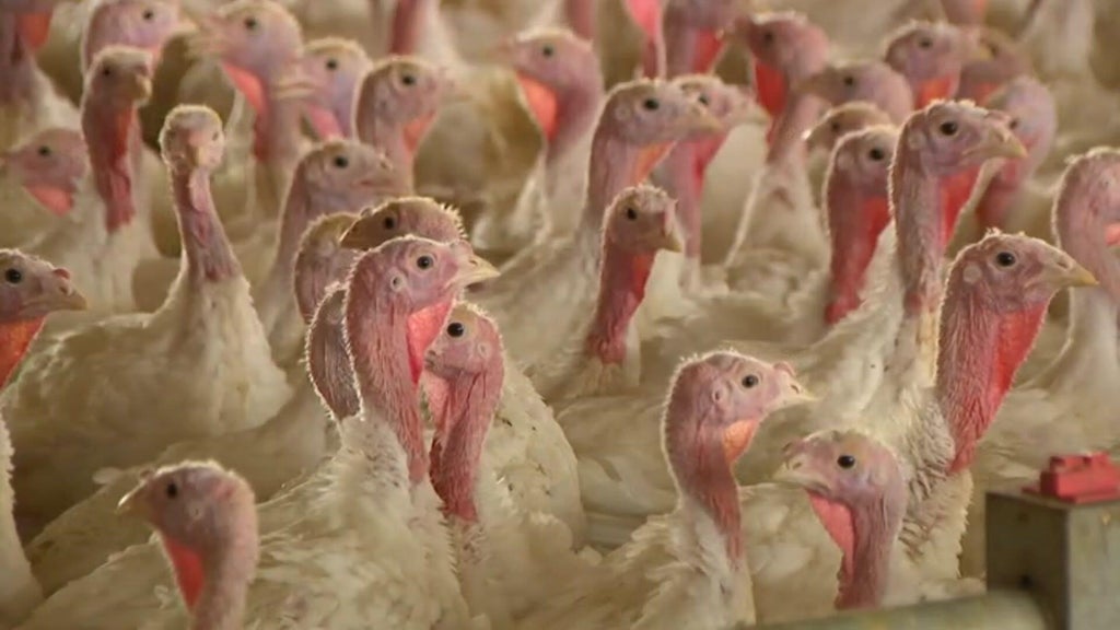 Bird flu confirmed in Barron County, Wisconsin, commercial poultry flock — WCCO / CBS Minnesota, Shorewood Real Estate news