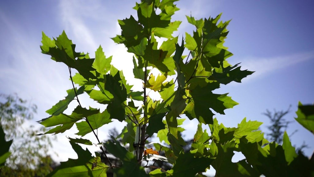 St. Paul city employees help plant trees at church in Rondo neighborhood — WCCO / CBS Minnesota, Shorewood Real Estate news
