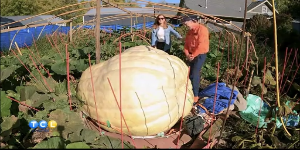 Meet Minnesota’s Pumpkin King — KSTP 5, Shorewood Community news