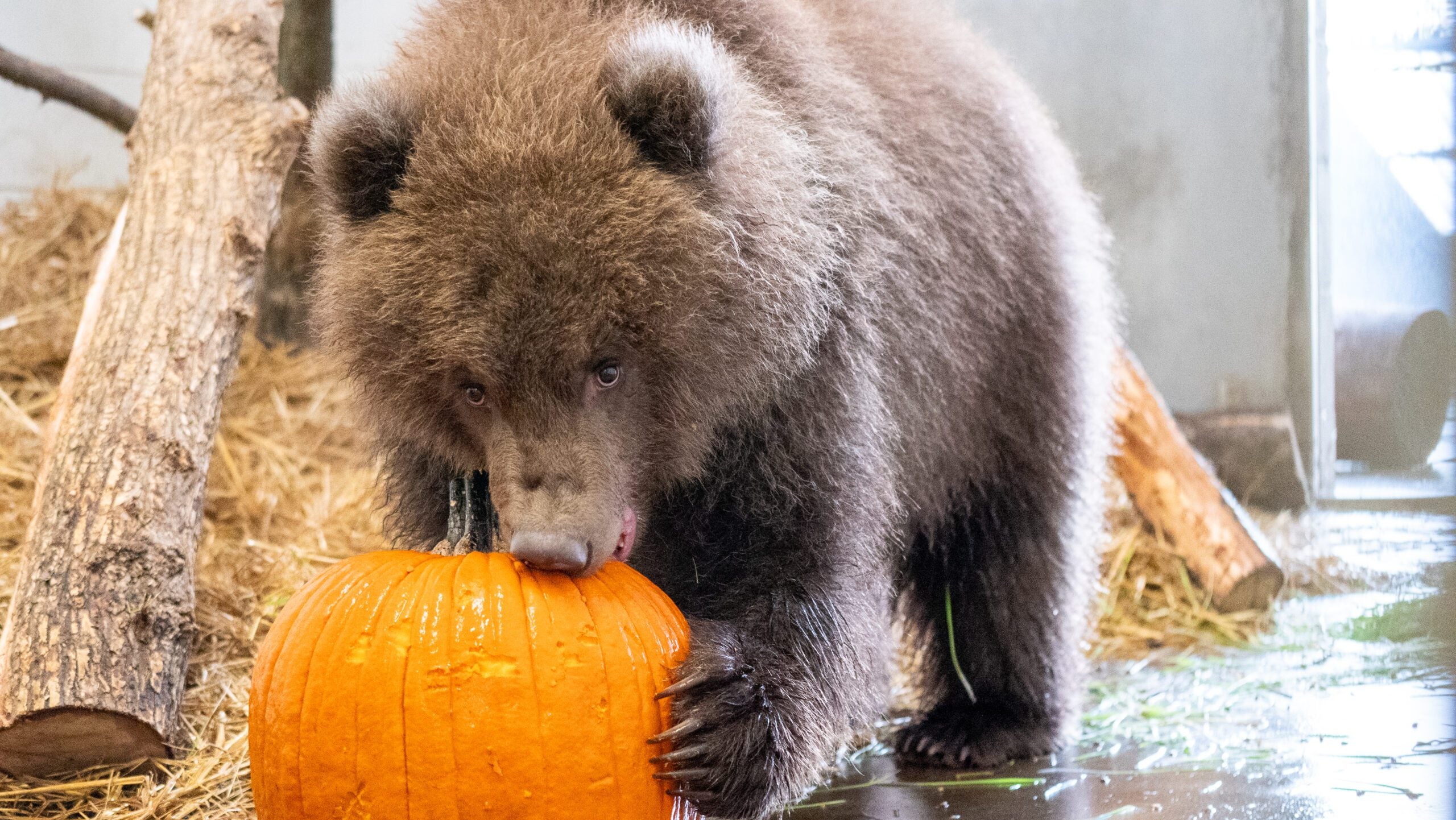 Minnesota Zoo welcomes 3 orphaned brown bear cubs rescued from Alaska — Shorewood Health news