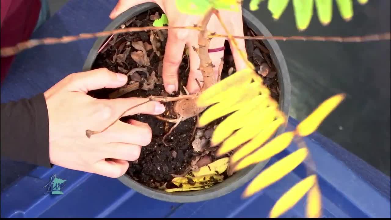Tips for Planting Trees — KSTP 5, Shorewood Community news