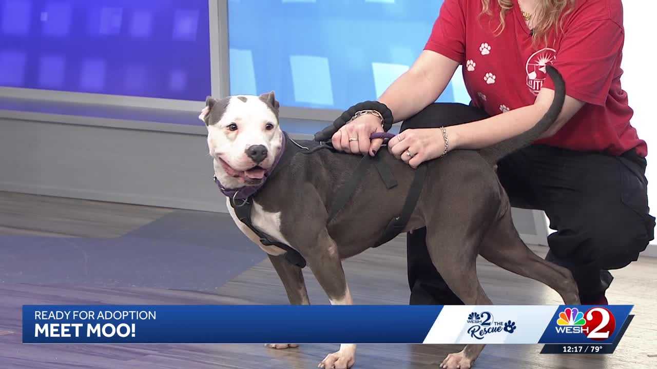 Moo at Southeast Volusia Humane Society is looking for a home — WESH 2 Orlando, Shorewood Community news