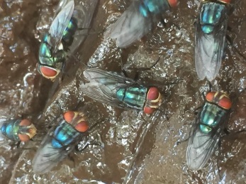 Odor complaints target Mexico’s screwworm fly facility — KFGO, Shorewood Schools news
