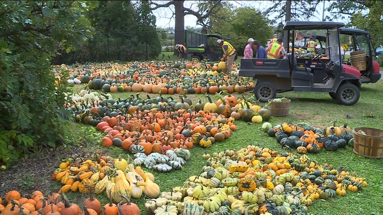Pumpkin 101: Best to cook, carve & display — KARE 11 Local, Shorewood Community news