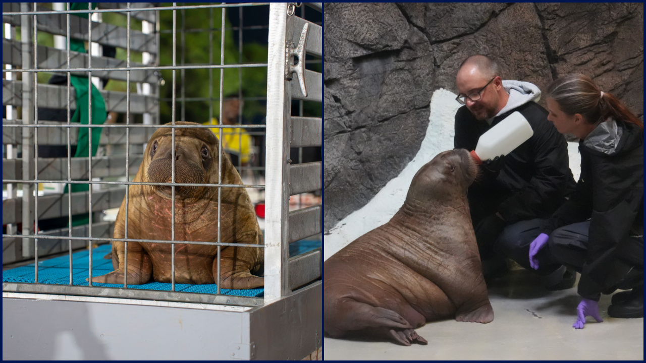 Orphaned baby walrus in Alaska flown 4,800 miles to new home in Florida — FOX 9, Shorewood Community news