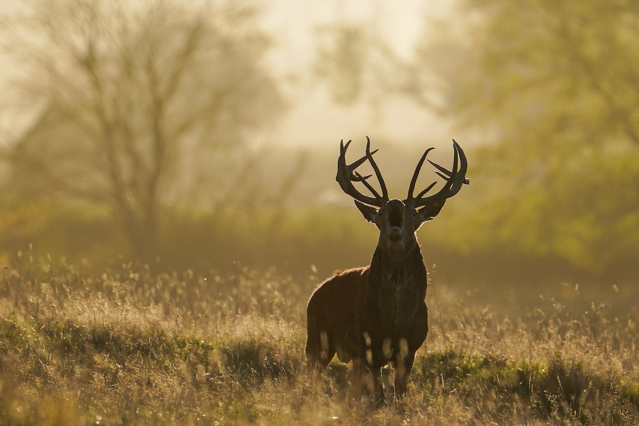 Deer-related crashes spike in the fall. Here's why. — FOX 9, Shorewood Sports news