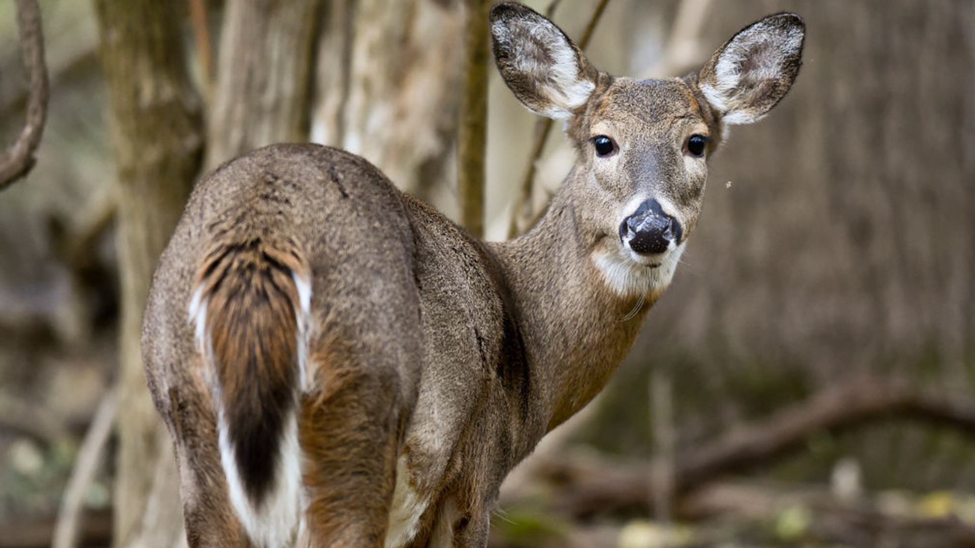 Minnesota deer season 2026: What changed, what to expect by region — FOX 9, Shorewood Sports news